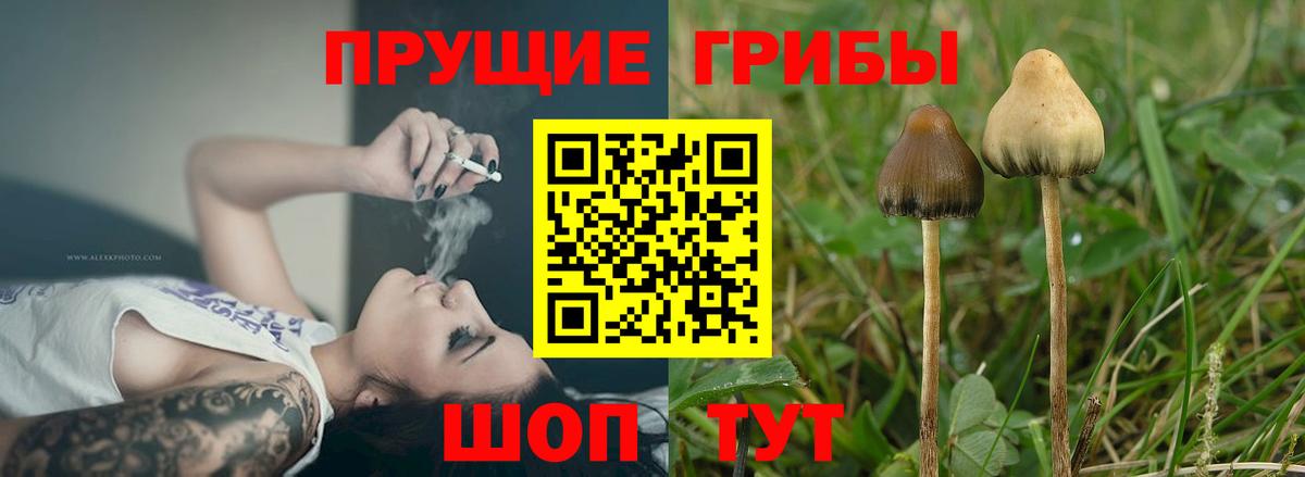 Лангепас  Псилоцибиновые грибы Psilocybe  Вход с VPN 